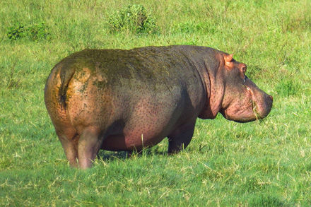 hippopotamus & the shrew