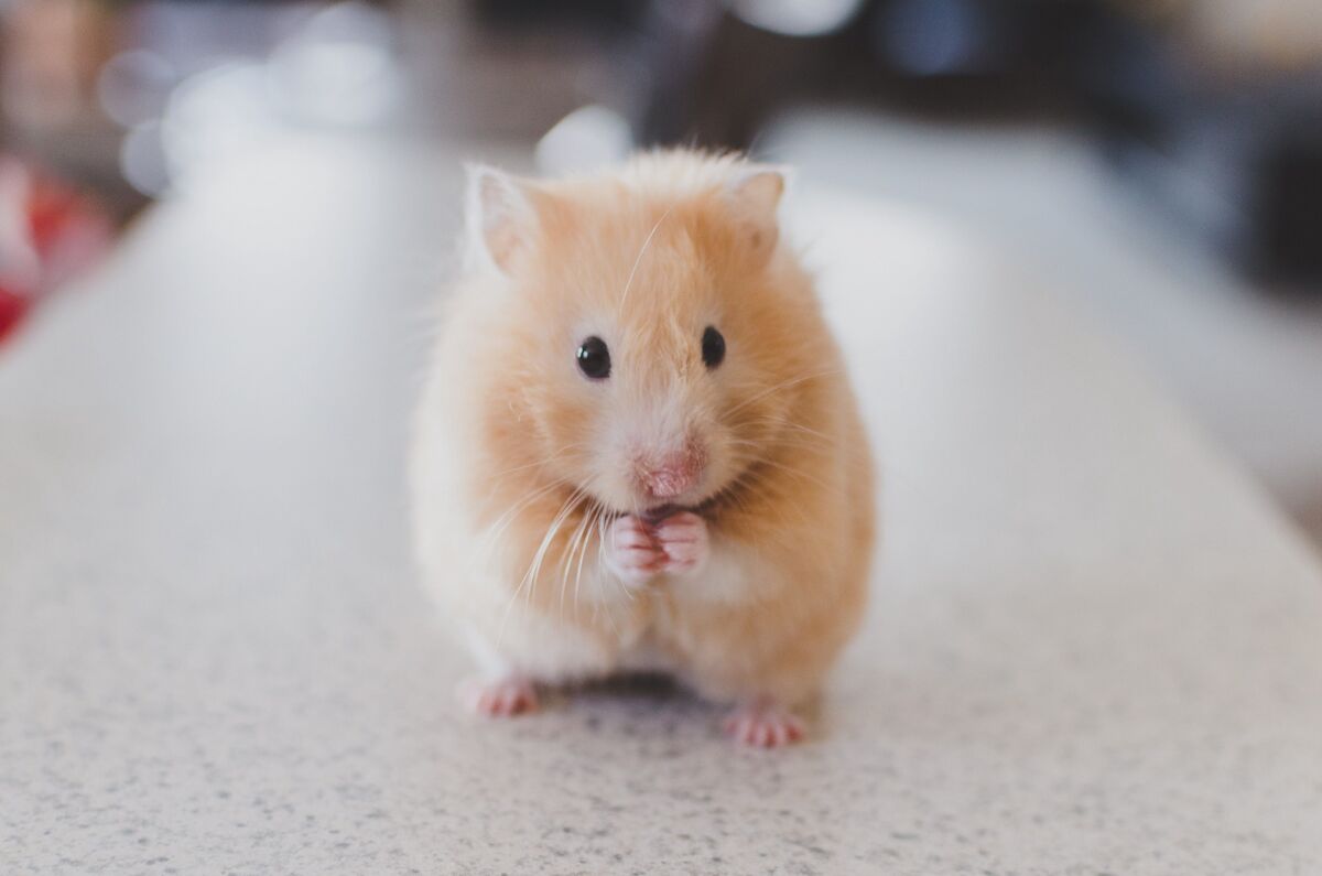 Maisie’s monster-ous mouse