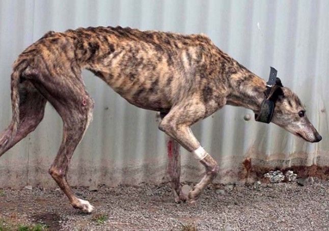 Greyhound Town