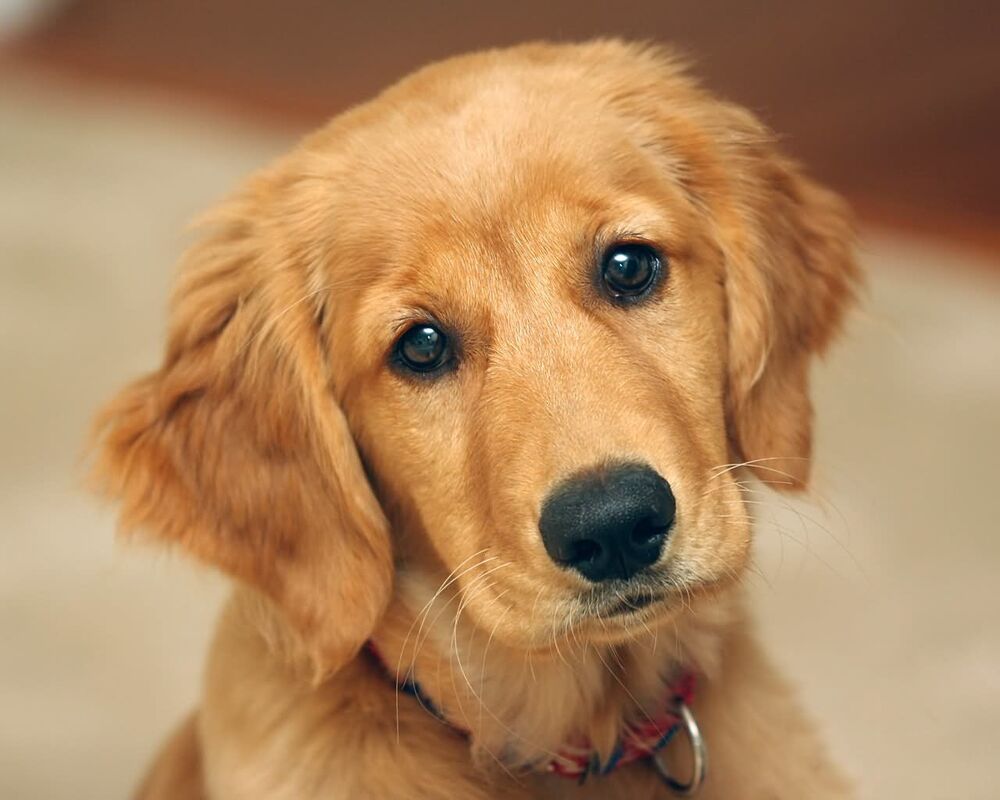 THROUGH THE EYES OF A DOG--A short story by Jude Kyrie