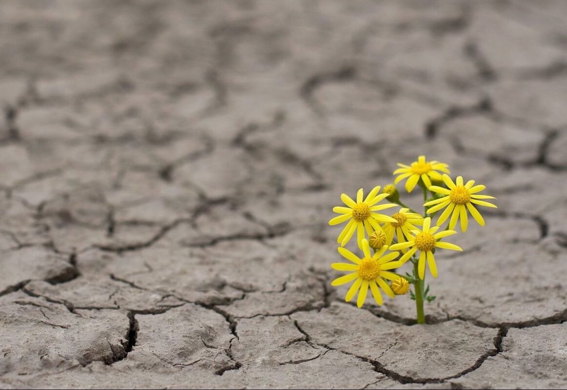 HOPE - GRACE BOWDITCH
