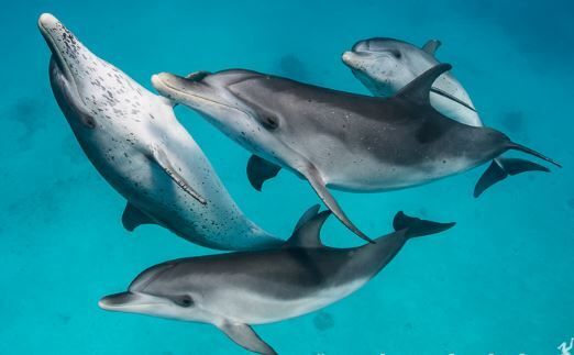 I Dream Of Dolphins