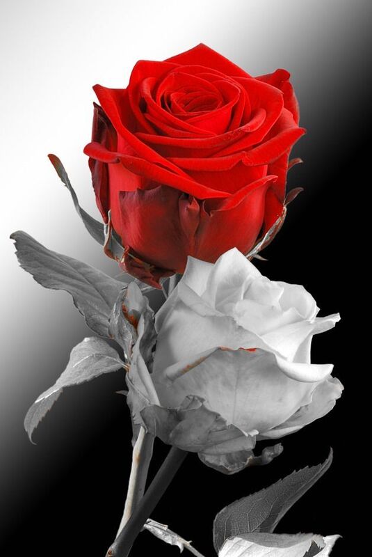 The Red Rose and the White Rose