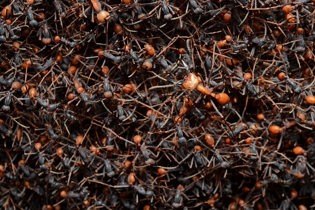 ~ An Army Of Ants ~