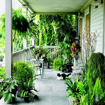 Plants
