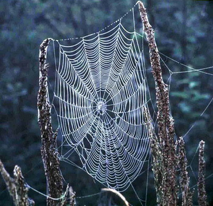 September Spiders