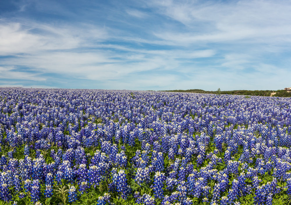 Bluebonnets