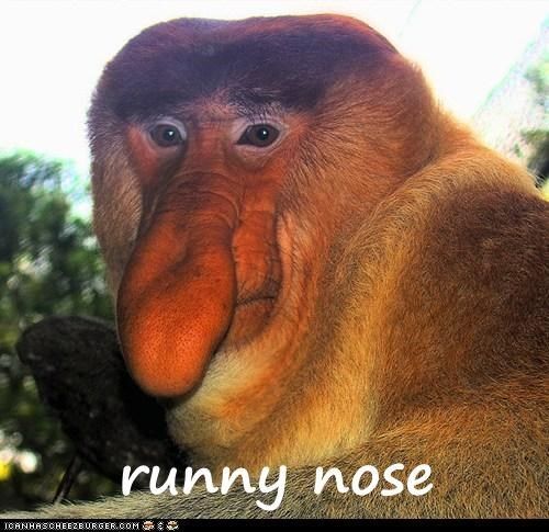 The Runny noses