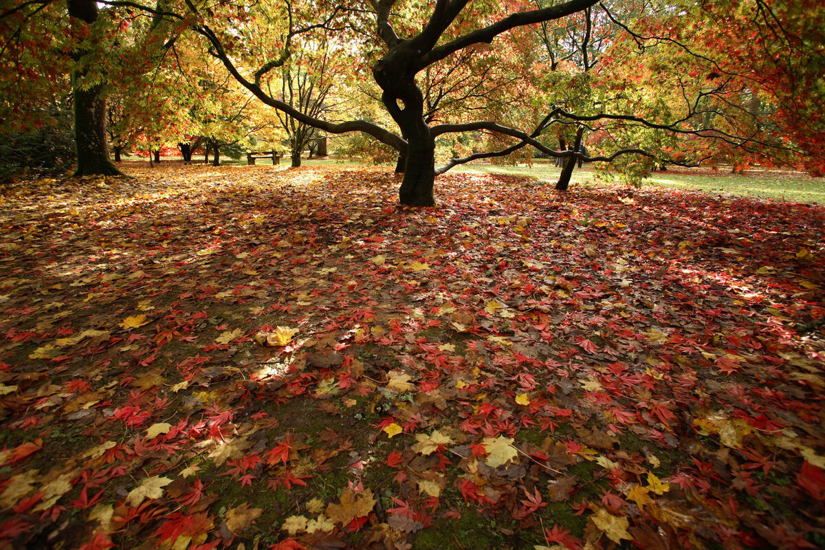 Autumnal September