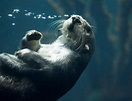 The Otter
