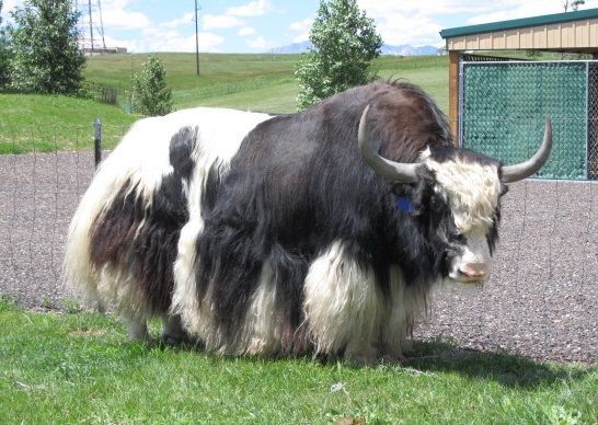 Yak of the Lonely