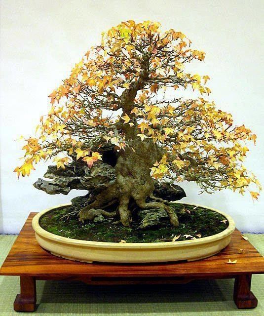 Bonsai