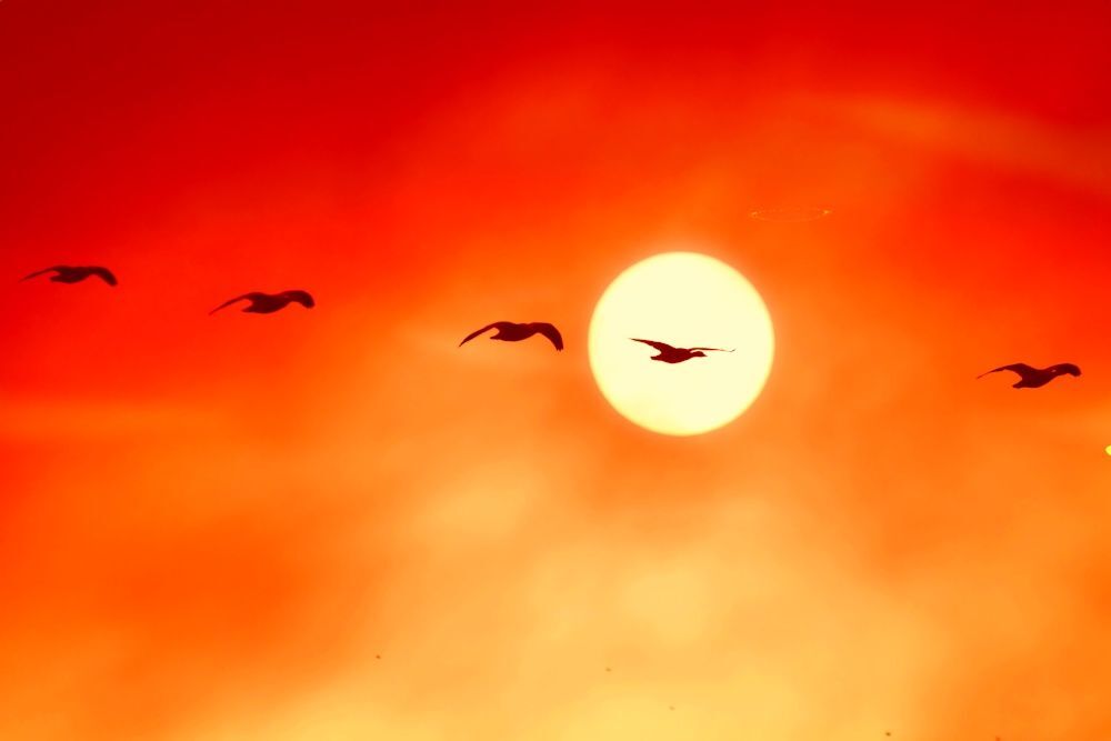 Take Flight