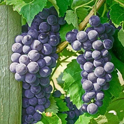 Concord grapes