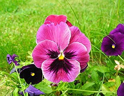 The flower garden
