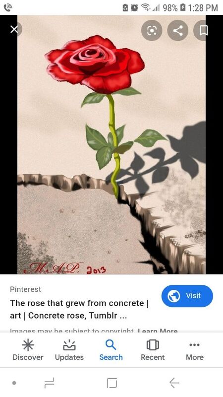 Bohemian Rose Bohemian Rose