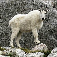 The lonesome mountain Goat