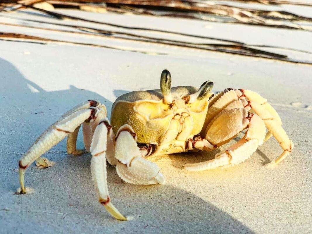 The Crab that got away