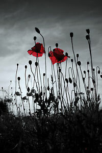 Scattered red poppies 