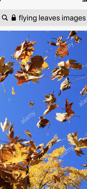 Leaves In Flight
