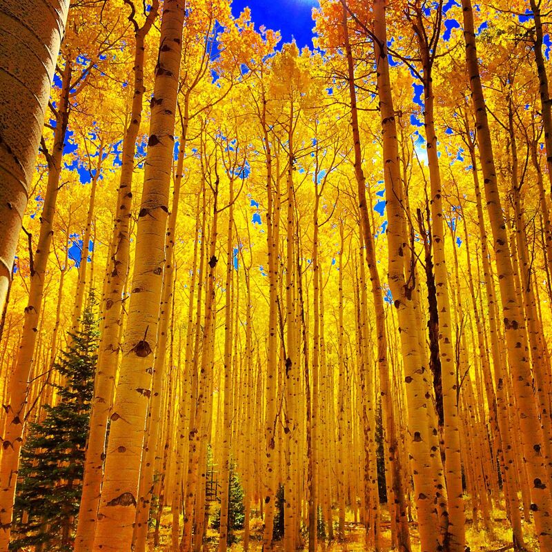 FALL