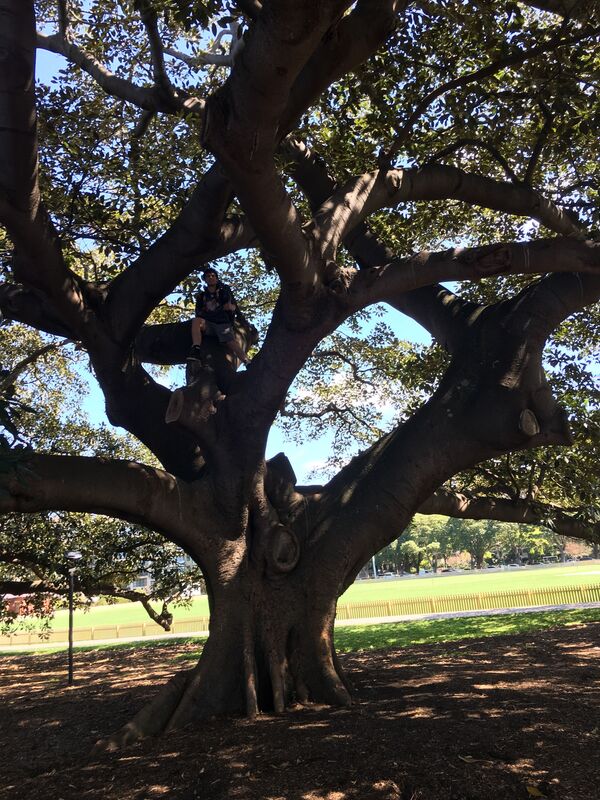 Trees of shade