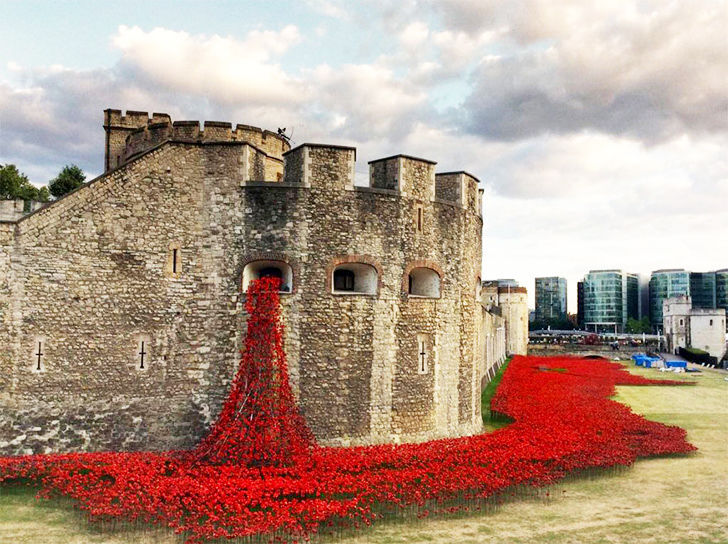 Blood red poppies