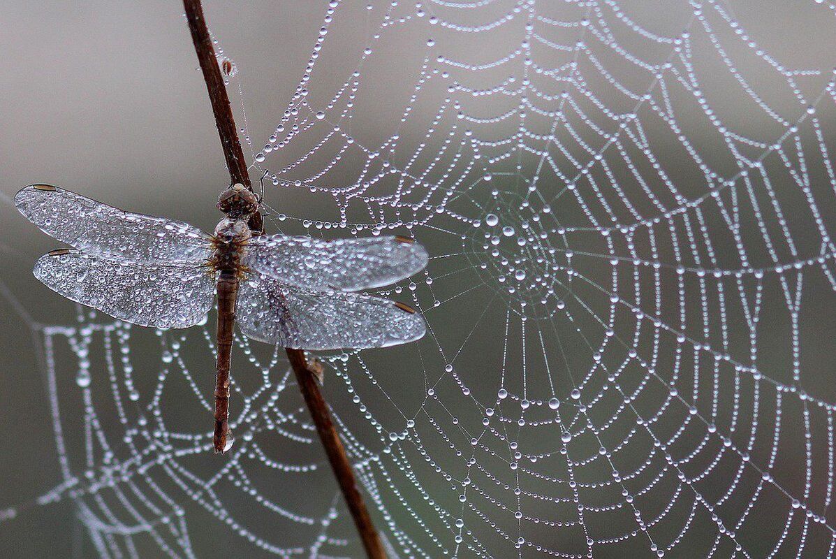 A wonderful woven web