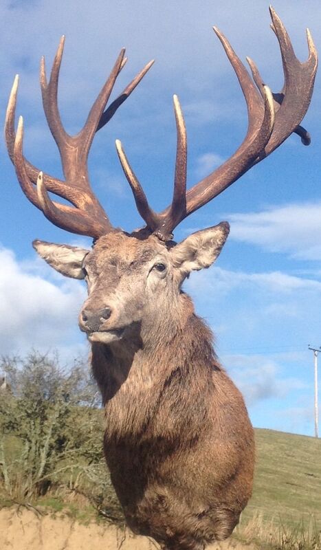 The Exmoor Emperor stag