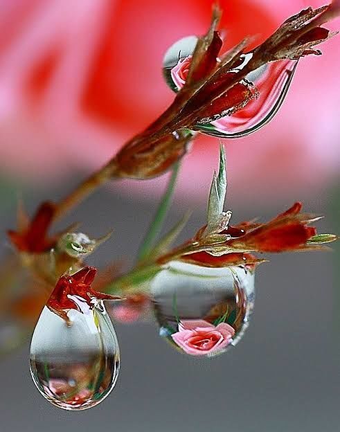 Dews cold day.