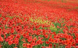 Blood Red