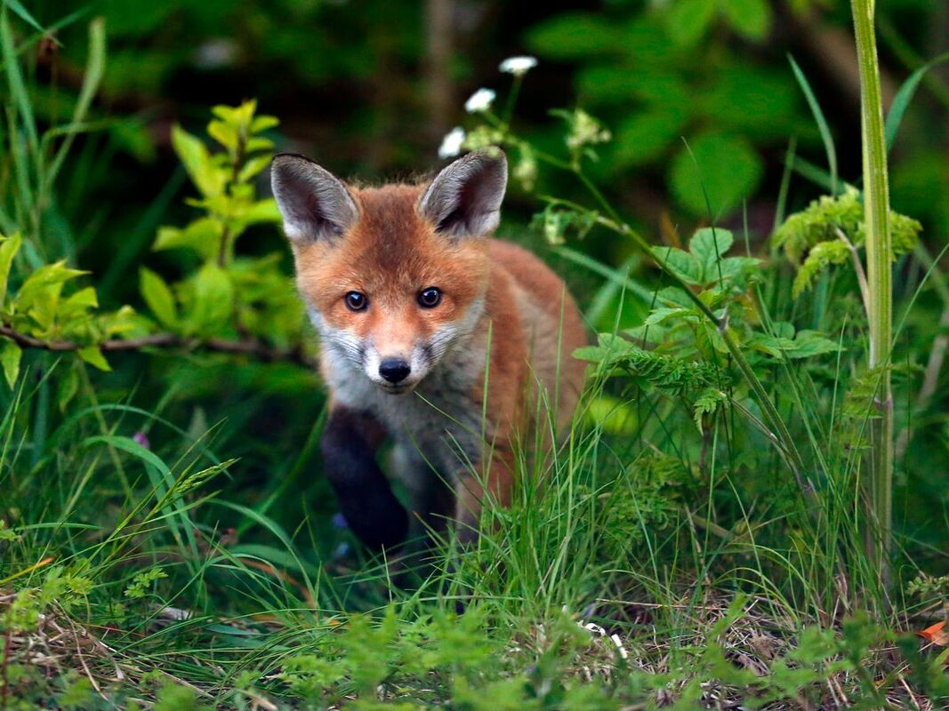 There’s a Fox in my Hollyhocks