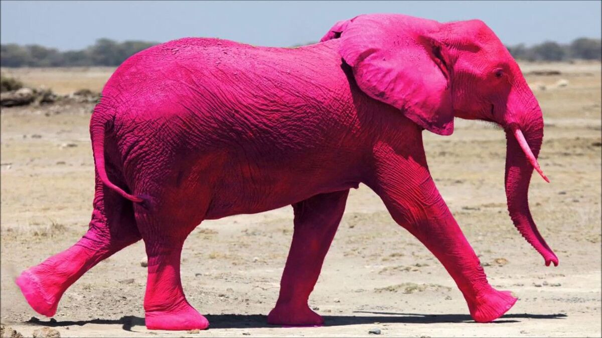 THE ELEPHANT IN THE PINK HOODIE