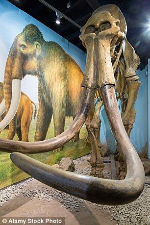 The Woolly Mammoth