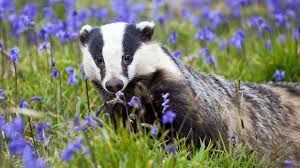The Badger