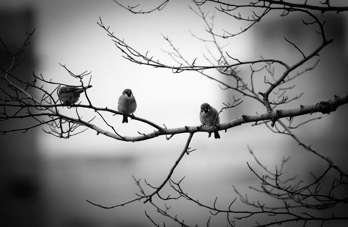 Oh the songs the birds rehearse