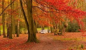 Autumn Leaves