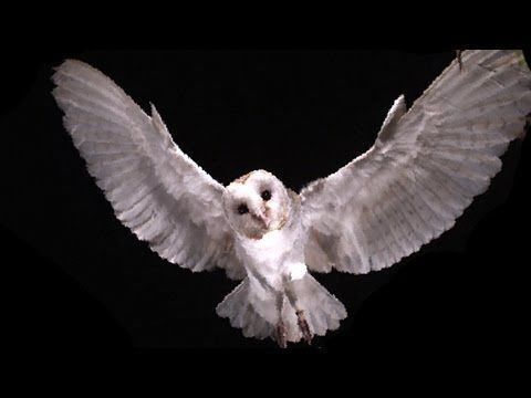 The Owl