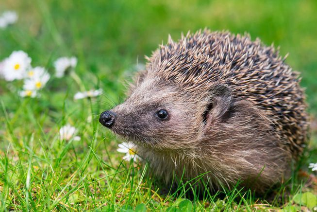 The Hedgehog