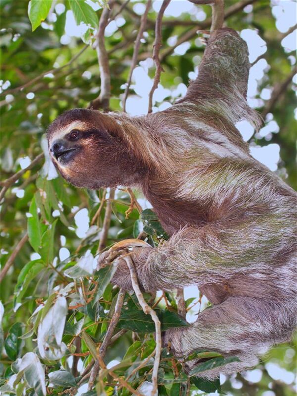 The Sloth and the Moth