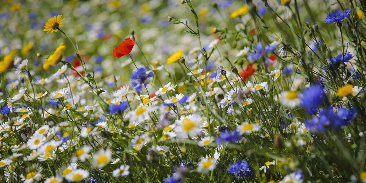 Wildflowers