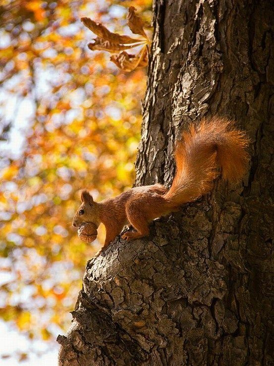 Autumn Tree