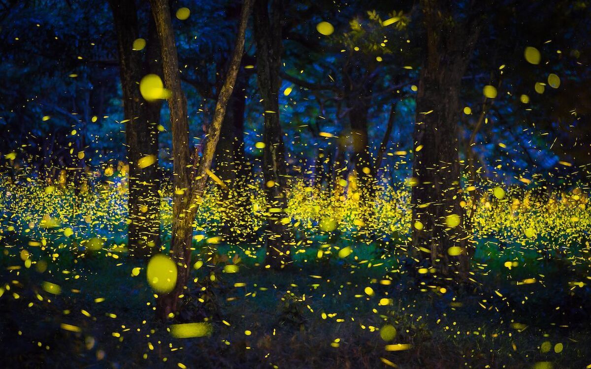 Forest full of fireflies?