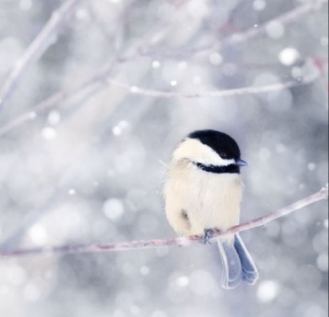 Winter Grief