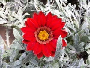 Springtime in Winter