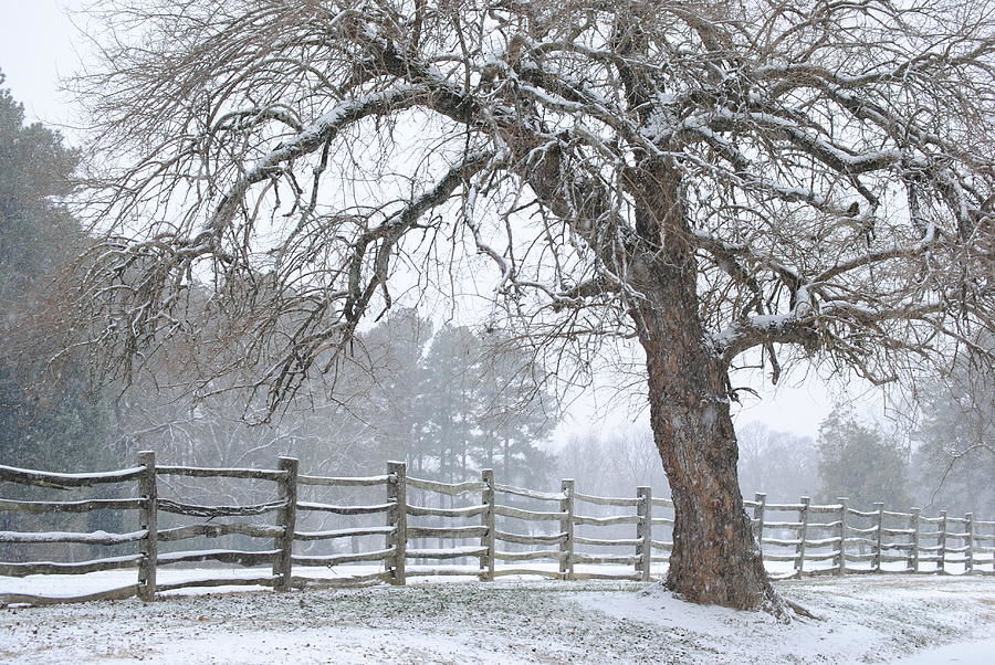 The Tree