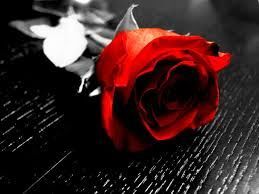 Where the wilderness dwells a rose