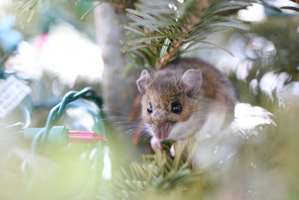 Maisie Mouse ?