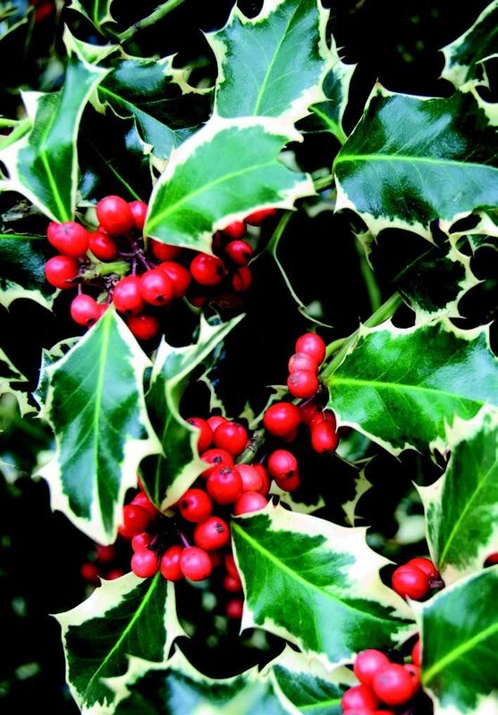 The holly and the ivy