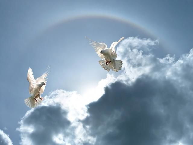 The angels